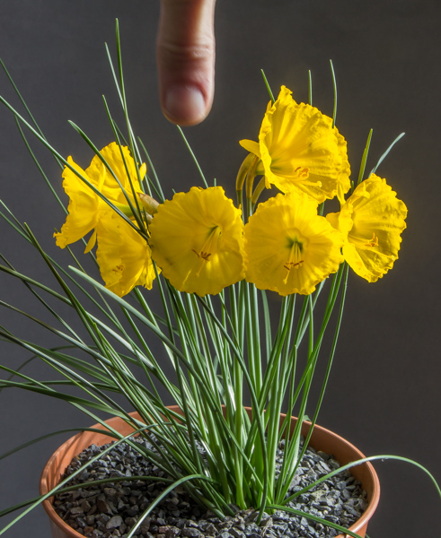 Narcissus bulbocodium ex. Tallos (Exhibitor: Paddy Smith)