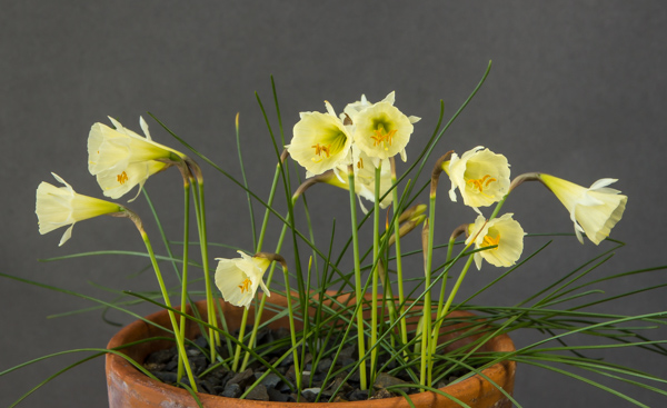 Narcissus bulbocodium var. tenuifolius (Exhibitor: Bob & Rannveig Wallis)
