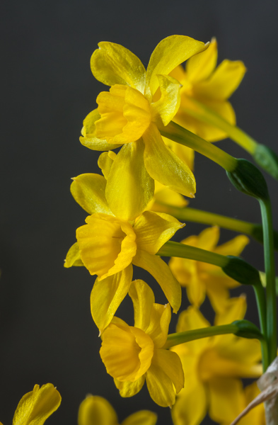 Narcissus jonquilla (Exhibitor: Bob & Rannveig Wallis)