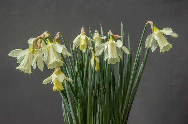 Narcissus moschatus (Exhibitor: Jon Evans)