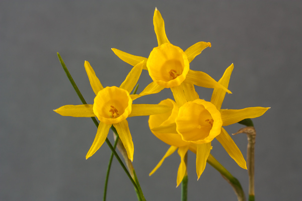 Narcissus triandrus x. bulbocodium (Exhibitor: Bob & Rannveig Wallis)