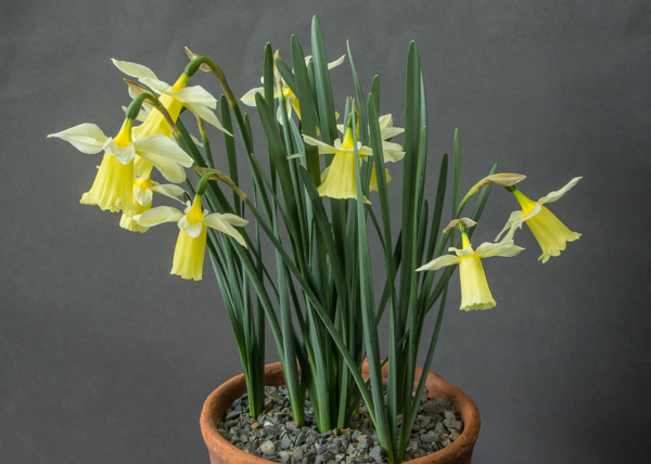 Narcissus x johnstonii (Exhibitor: Bob & Rannveig Wallis)