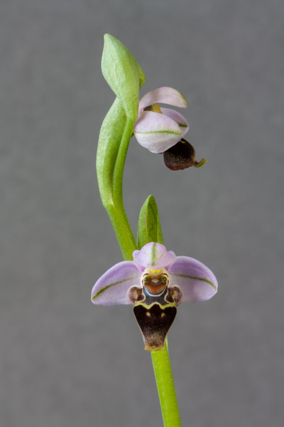 Ophrys lapethica (Exhibitor: Barry Tattersall)