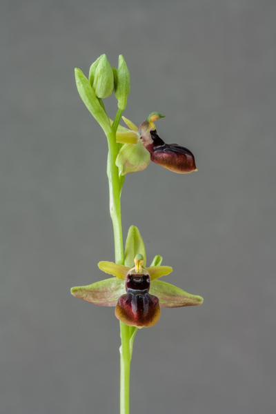 Ophrys mammosa (Exhibitor: Steve Clements)