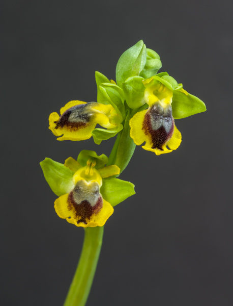 Ophrys sicula (Exhibitor: Steve Clements)