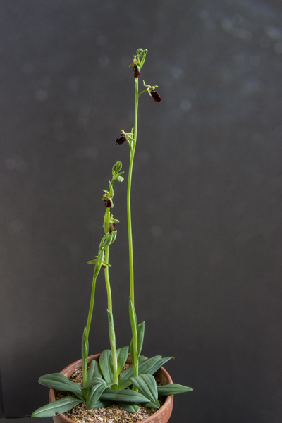 Ophrys sphegodes (Exhibitor: Steve Clements)