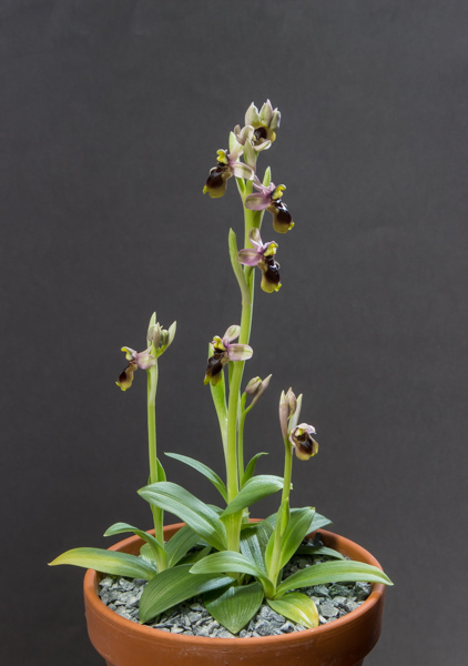 Ophrys tenthredinifera (Exhibitor: Barry Tattersall)