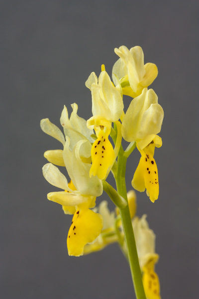 Orchis pauciflora (Exhibitor: Bob & Rannveig Wallis)