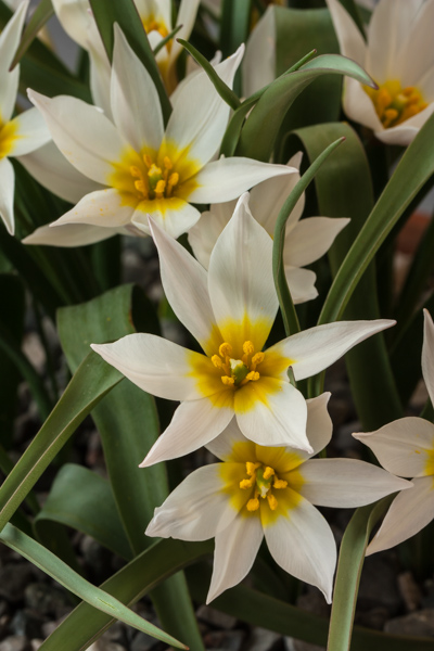 Tulipa cretica 'Chania' (Exhibitor: Lee & Julie Martin)