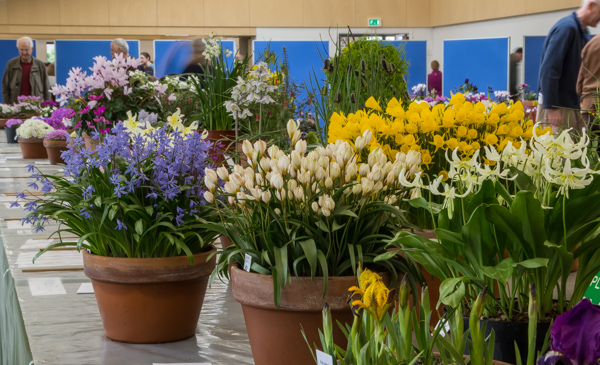 Show view South West Show RHS Rosemoor 2019