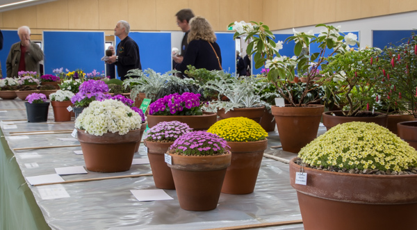 Show view South West Show RHS Rosemoor 2019