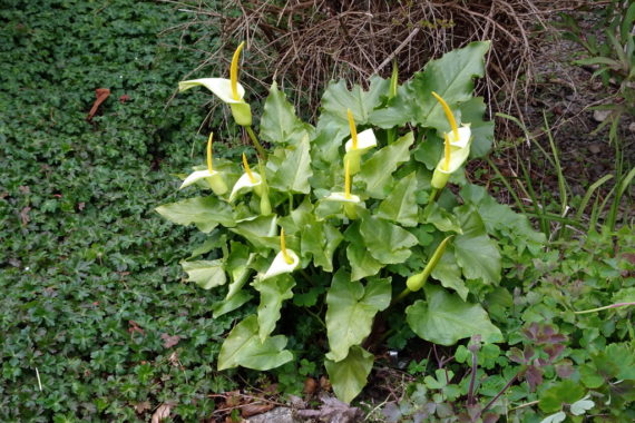 Arum creticum in north wales garden