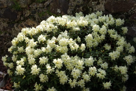 Dwarf rhododendrons in north wales garden