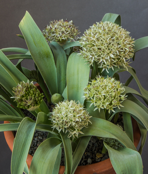 Allium aff. elburzense (Exhibitor: Bob & Rannveig Wallis)