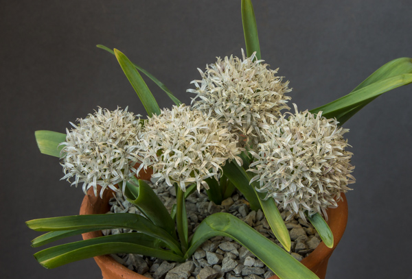 Allium libani (Exhibitor: Bob & Rannveig Wallis)