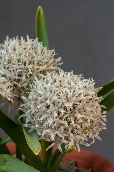 Allium libani (Exhibitor: Bob & Rannveig Wallis)