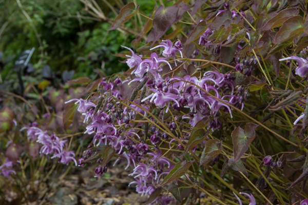 Epimedium 'Lilac Cascade'