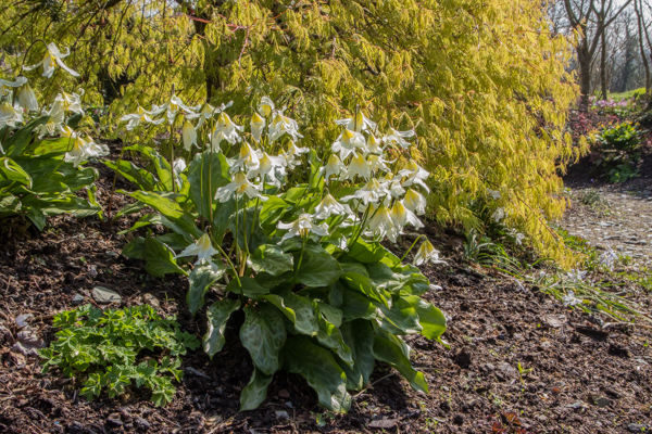 Erythronium 'Jeanette Brickell', Wildside Garden Nursery, Devon
