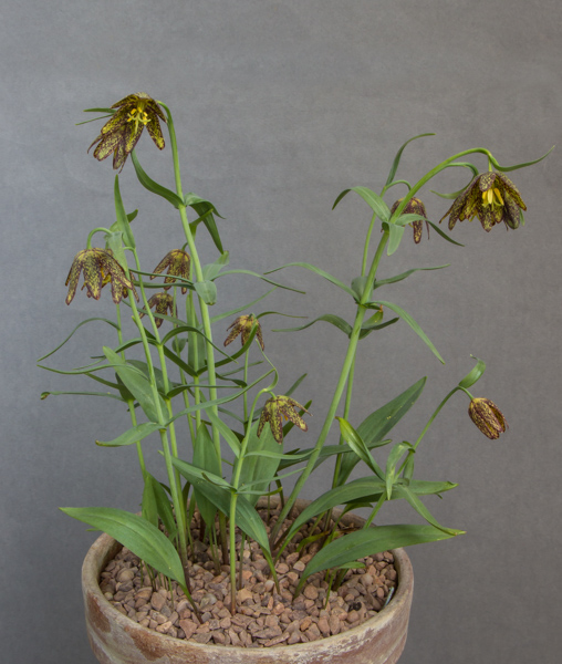 Fritillaria affinis (Exhibitor: Ian Robertson)