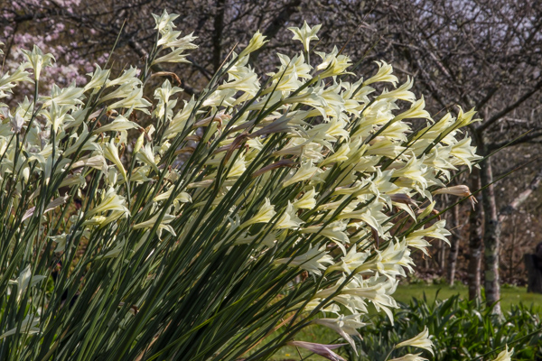 Gladiolus tristis at Wildside Garden Nursery, Devon