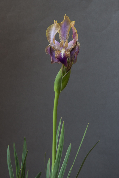 Iris lineata (Exhibitor: Bob Charman)