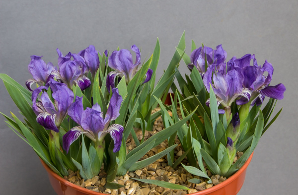 Iris lutescens (Exhibitor: Andrew Ward)