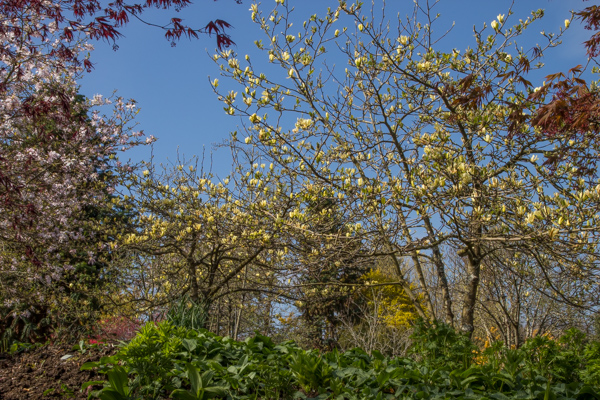 Magnolia 'Butterflies', Wilside Garden Nursery, Devon