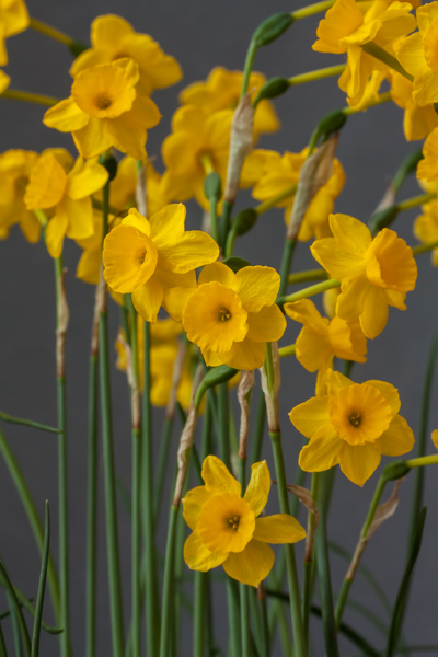 Narcissus 'More and More' (Exhibitor: Janine Doulton)