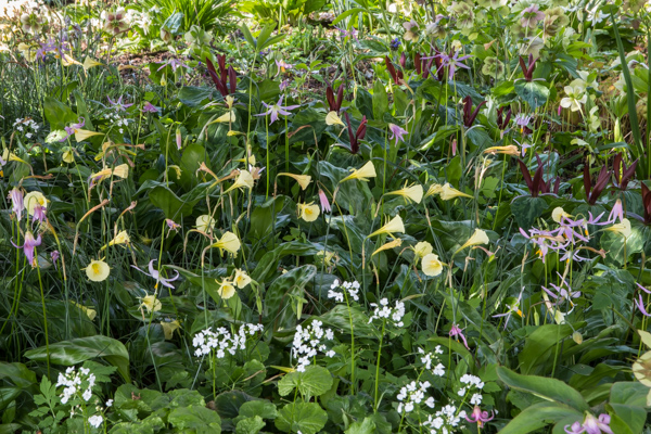 Narcissus bulbocodium citrinus & Erythronium revolutum, Wildside Garden Nursery, Devon
