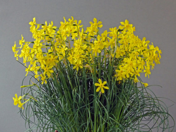 Narcissus cordubensis (Exhibitor: Heather Barraclough)