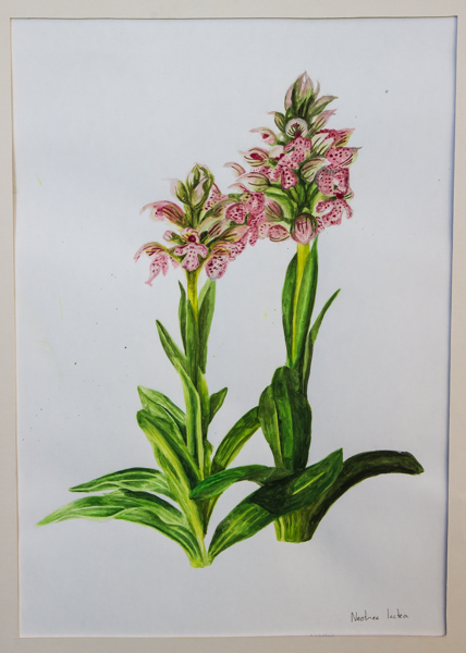 Neotinea lactea (Exhibitor: Gemma Hayes) botanical art