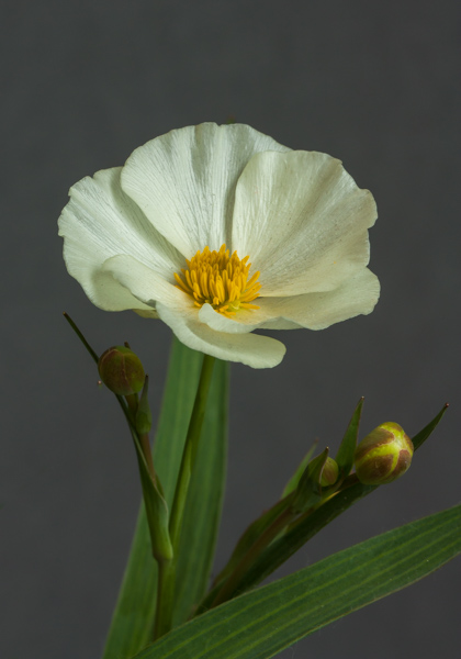 Ranunculus hybrid 'Gowrie' (Exhibitor: Peter Farkasch)