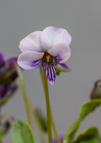 Viola pachyrhiza (Exhibitor: Paul & Gill Ranson)