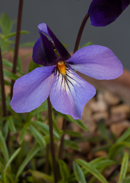 Viola pedata bicolor (Exhibitor: Mike Chadwick)
