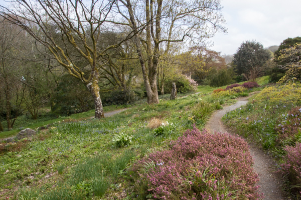 Bulb Meadow, The Garden House, Devon