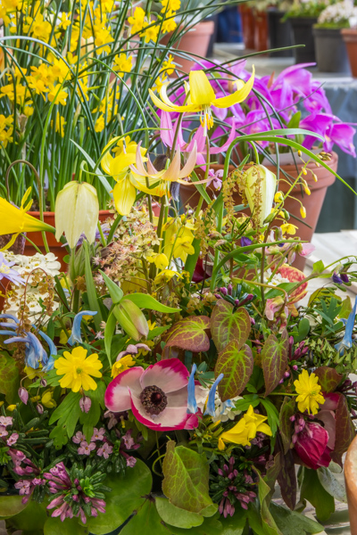 Flower arrangement (Exhibitor: Sue White)