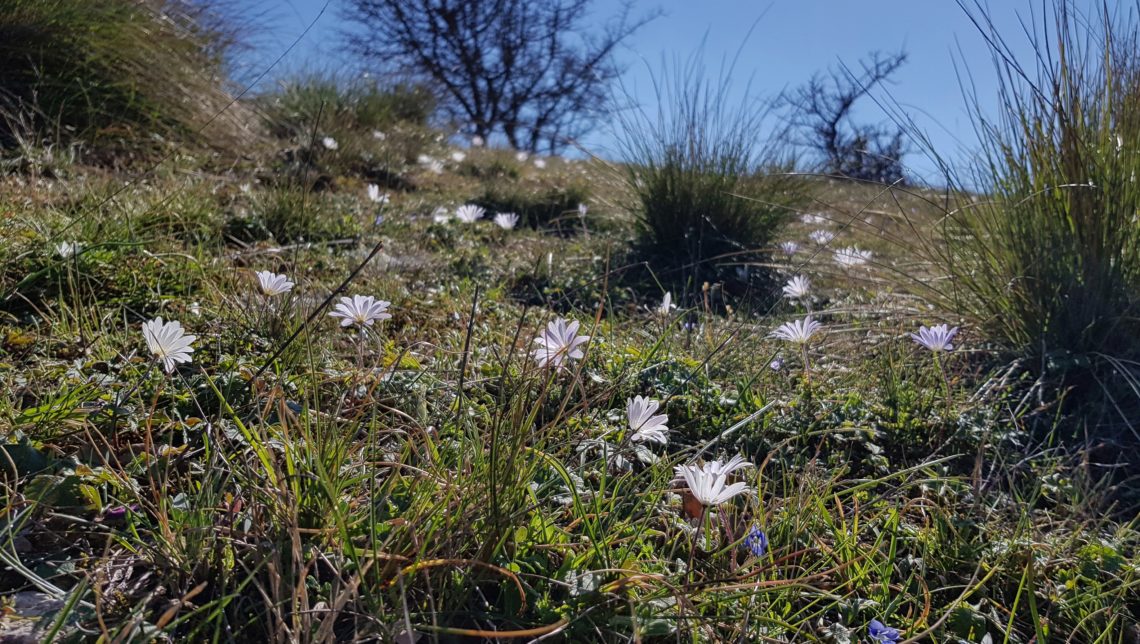 Anemones in a mountain meadow in Greece