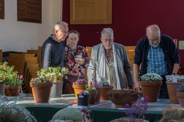 Judging alpine garden society kent spring show 2019