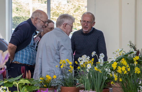 Juding alpine garden society kent spring show 2019