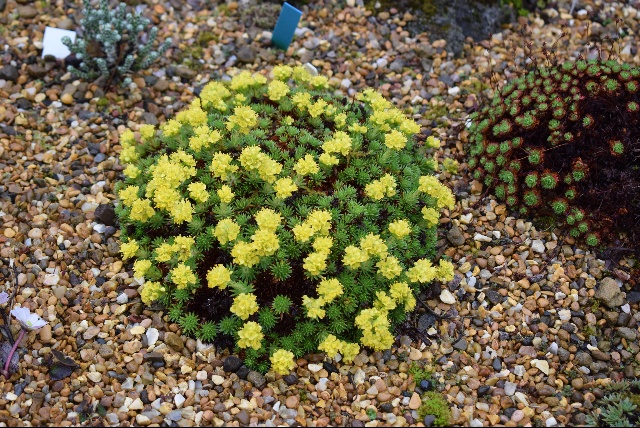 Saxifraga juniperinifolia