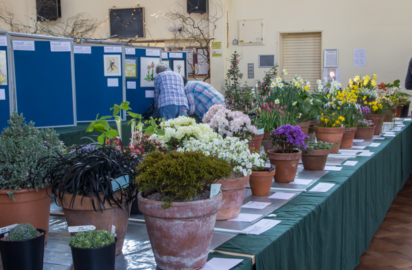 Show view alpine garden society kent spring show 2019