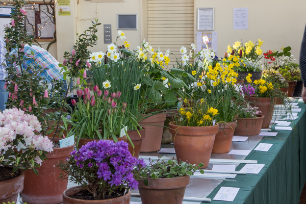 Show view alpine garden society kent spring show 2019