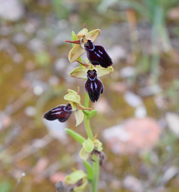 Ophrys iricolor x mammosa