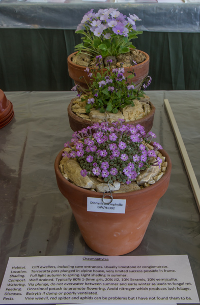 Three plants grown from seed (Exhibitor: Paul & Gill Ranson)