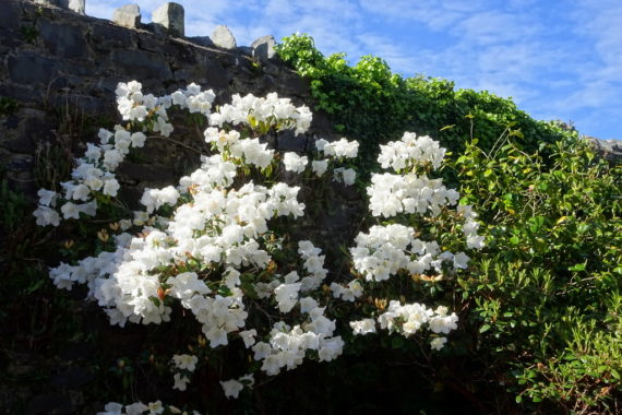 Rhododendron 'Princess Alice'