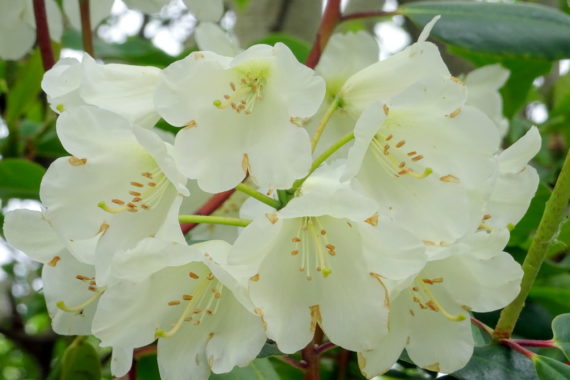 Rhododendron sp. (Fortunei series)