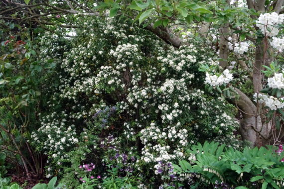 Acradenia frankliniae (Rutaceae)
