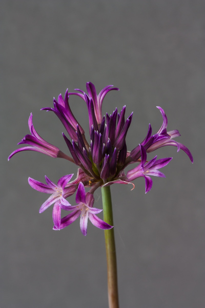 Allium abramsii (Exhibitor: Bob & Rannveig Wallis)