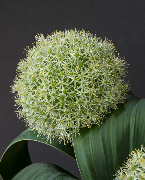 Allium karataviense 'Ivory Queen' (Exhibitor: Andrew Ward)