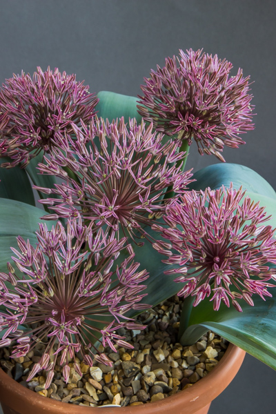 Allium nevskianum (Exhibitor: Cecilia Coller)